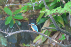 カワセミ　その10