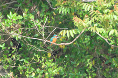 カワセミ　その14