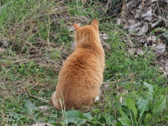 河原の猫