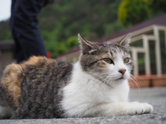 駐車場の猫