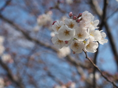 桜咲きかけ