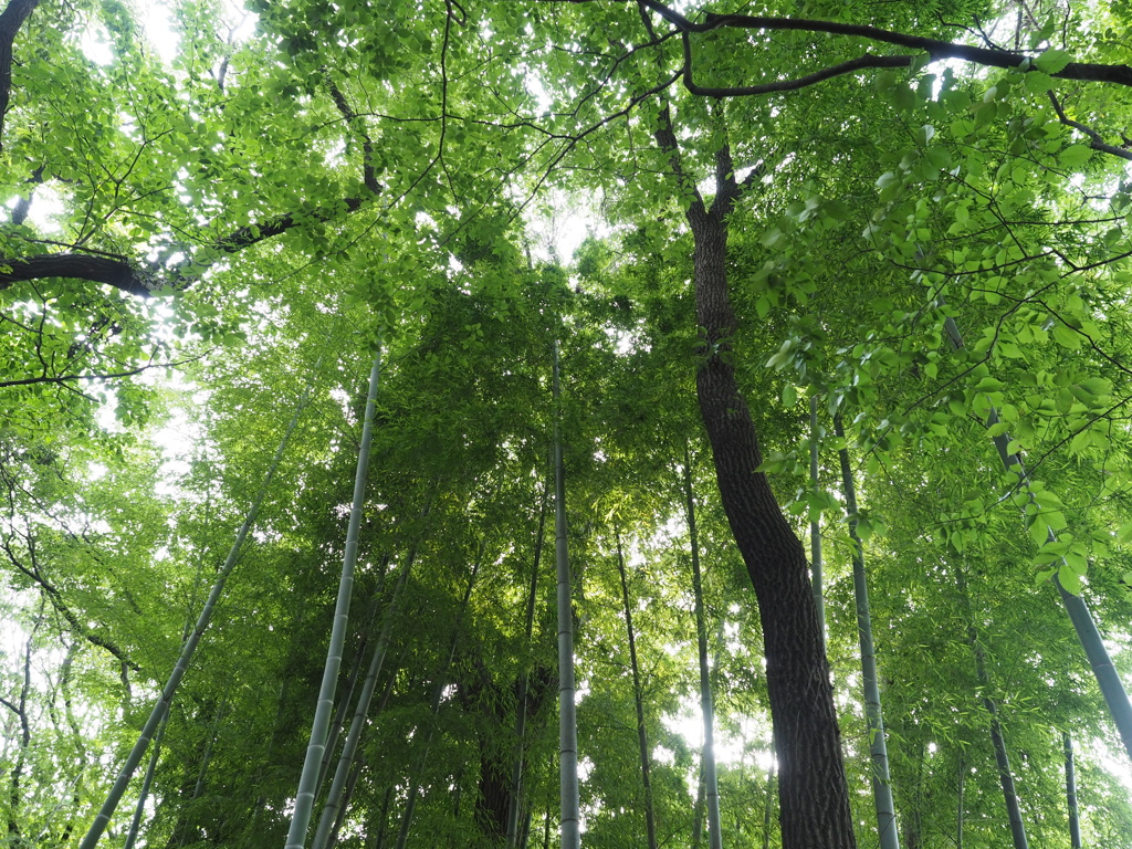 東高根森林公園