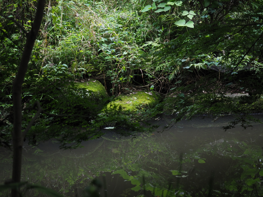 東高根森林公園