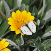 山下公園の花と蝶