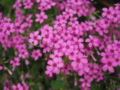 ピンクの花