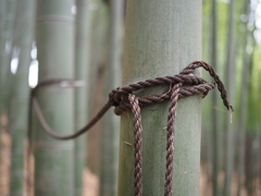 竹と紐