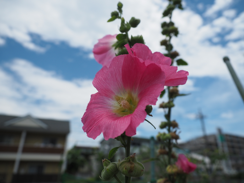 青空と花