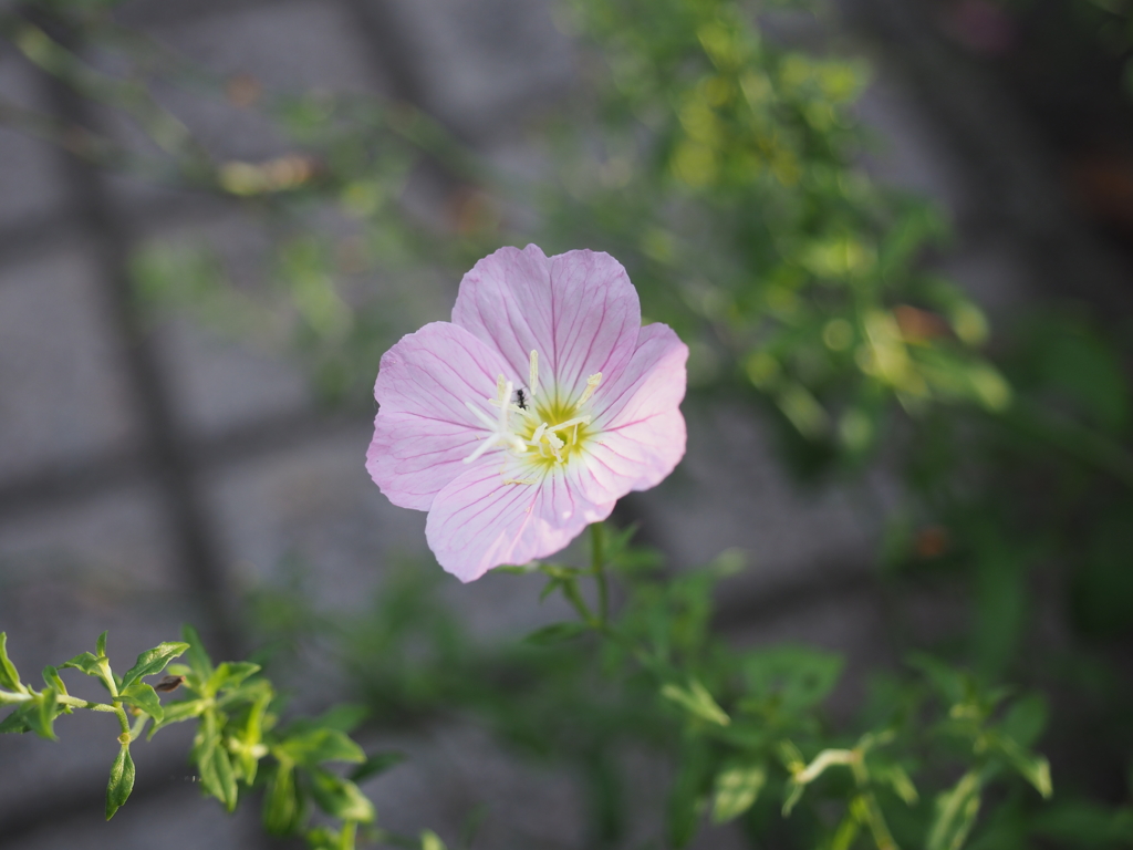 花と蟻