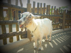 横浜動物園ズーラシア