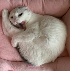 あめちゃん#38