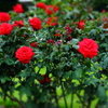 薔薇PHOTO11