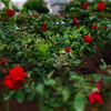 薔薇PHOTO7