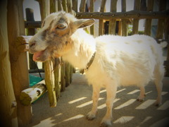 横浜動物園ズーラシア