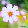 華PHOTO#9