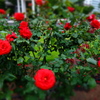 薔薇PHOTO10