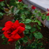 薔薇PHOTO1