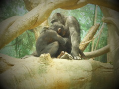 横浜動物園ズーラシア