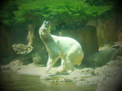 横浜動物園ズーラシア