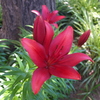 X10華#15