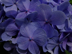 紫陽花