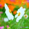 華PHOTO#3
