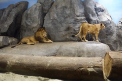 ライオンさん、トラさん