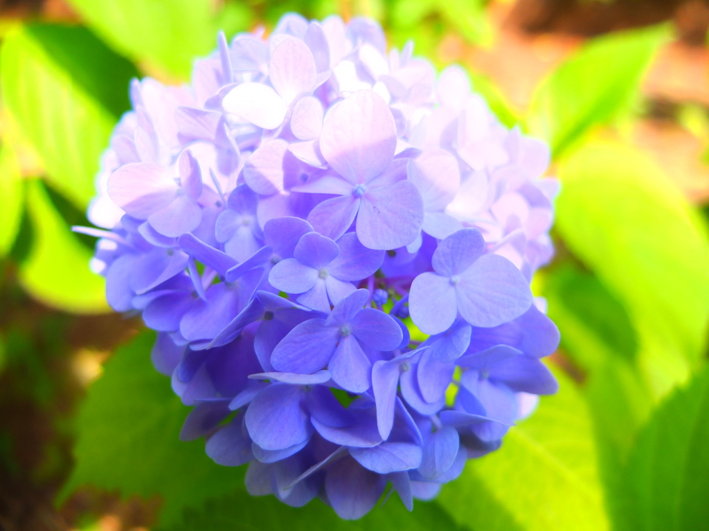 X10華撮影#13