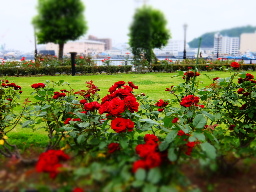 薔薇PHOTO4