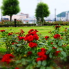 薔薇PHOTO4