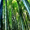 鎌倉#1報国寺