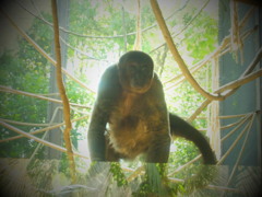 横浜動物園ズーラシア