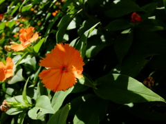 華