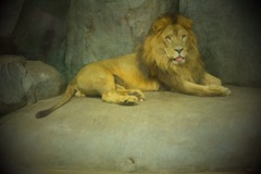 ライオンさん