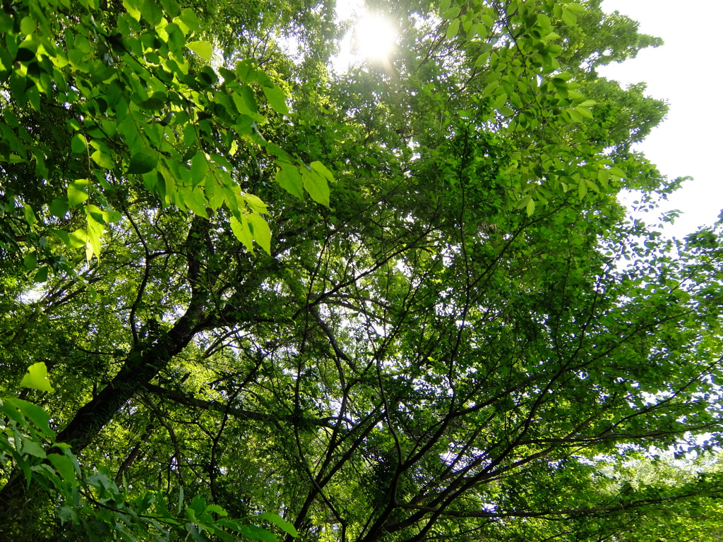 平山城址公園PHOTO 4