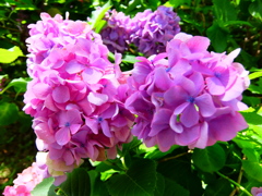 紫陽花