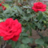 薔薇PHOTO8