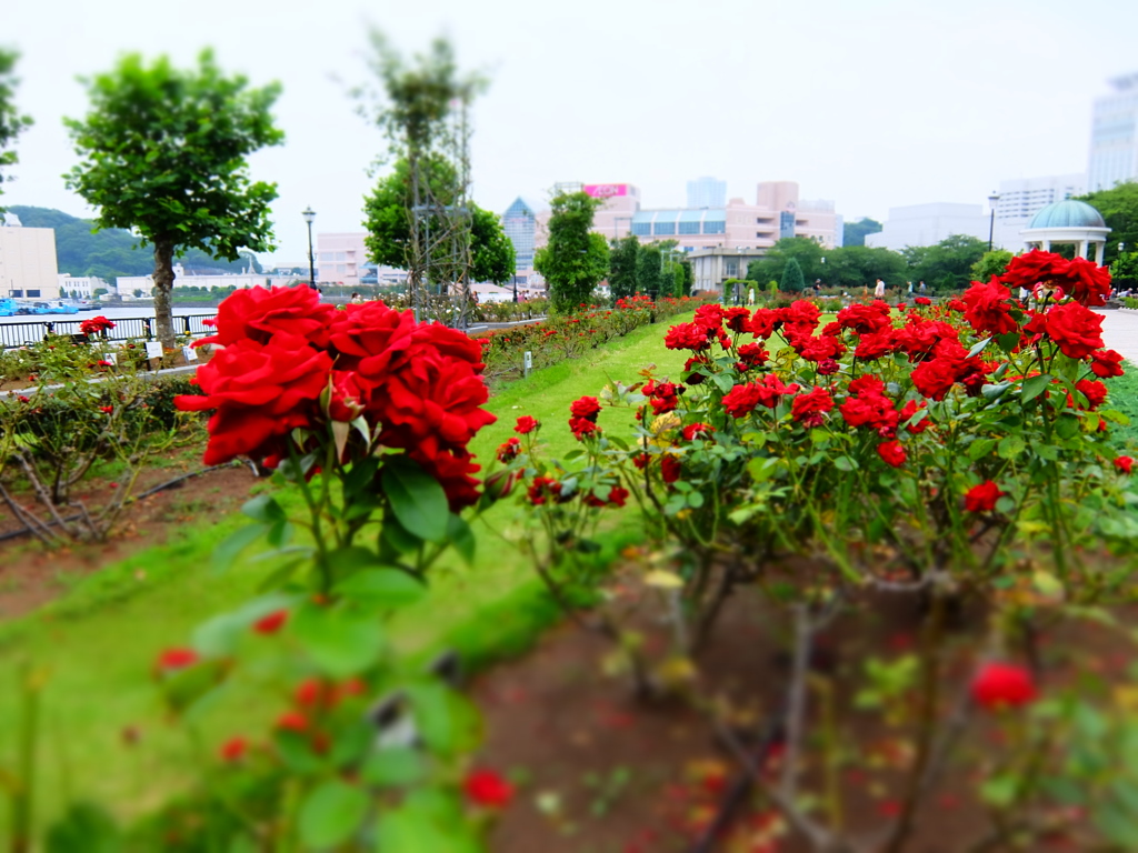 薔薇PHOTO3