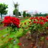 薔薇PHOTO3