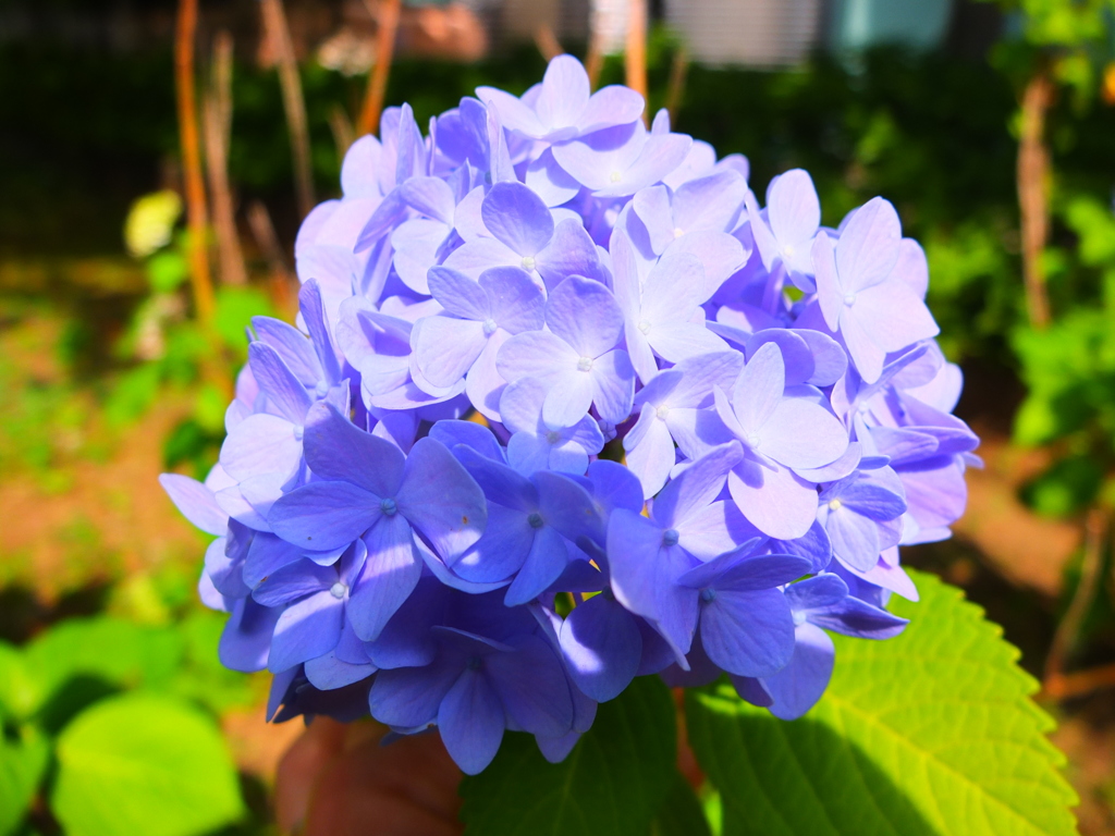 X10華撮影#12