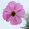 華PHOTO#6