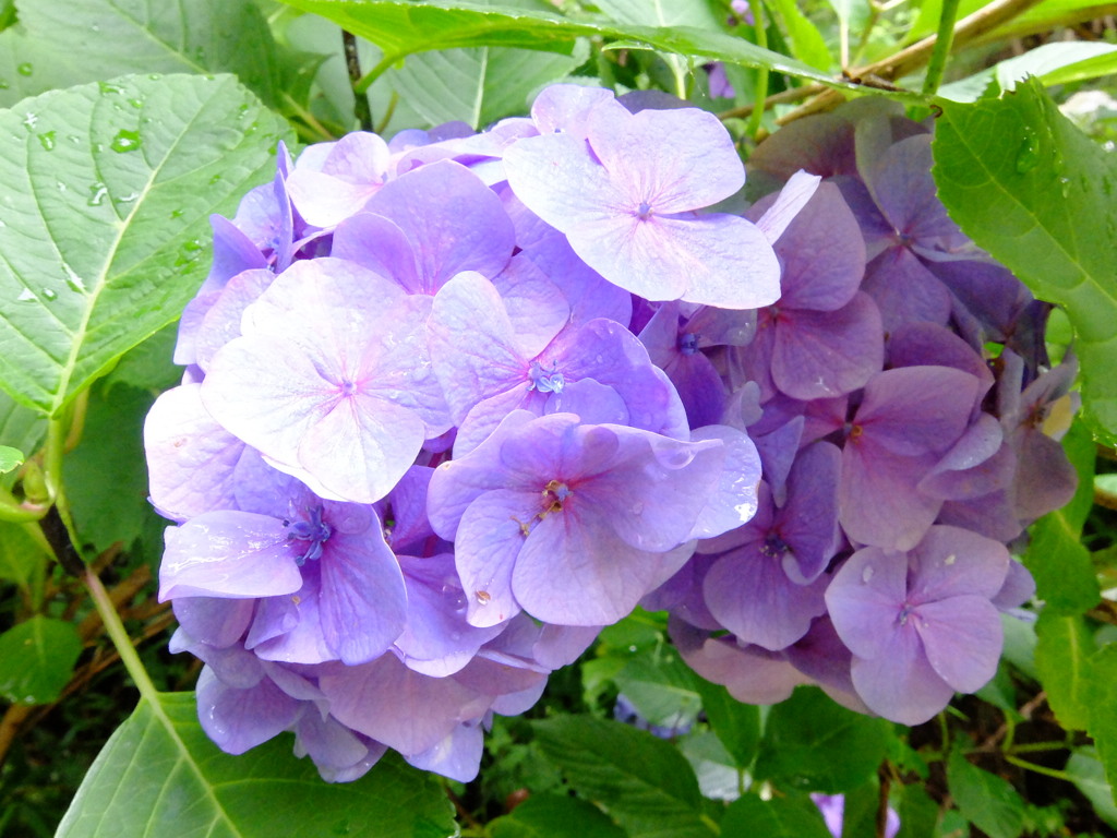 華PHOTO#13
