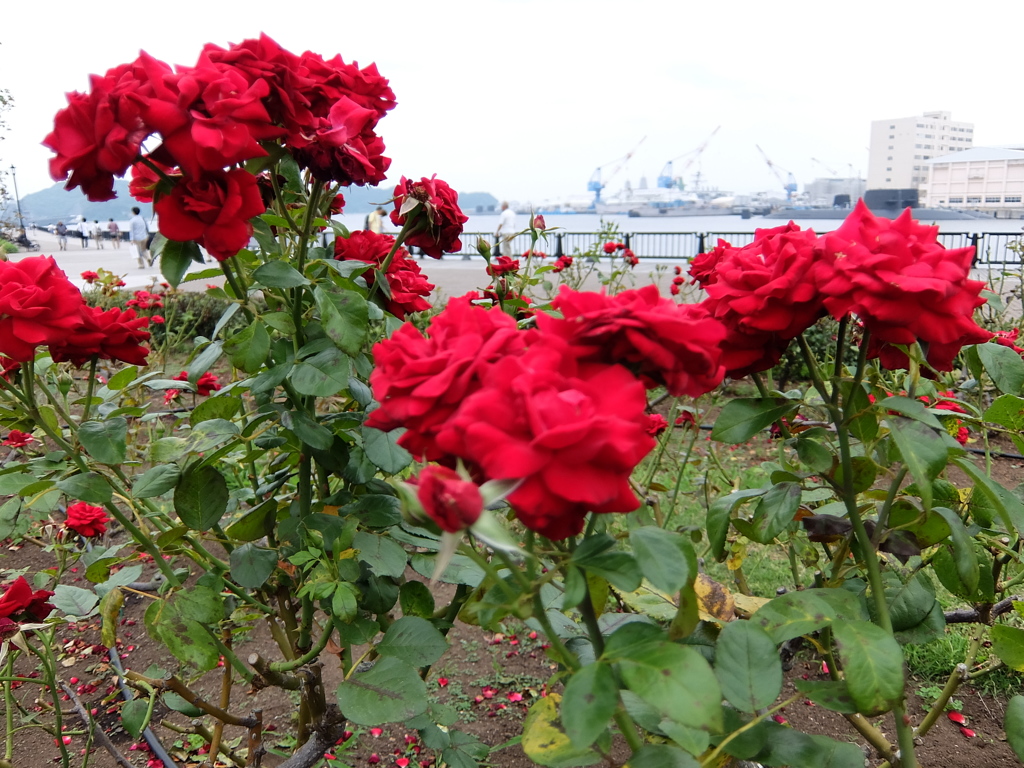 薔薇PHOTO2