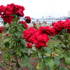 薔薇PHOTO2