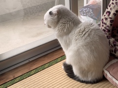 あめちゃん#34