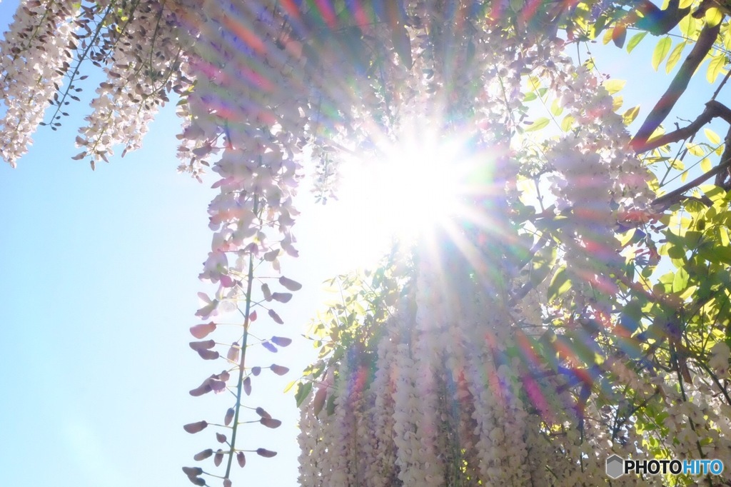 華PHOTO#2