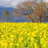 DSC_0457菜の花畑