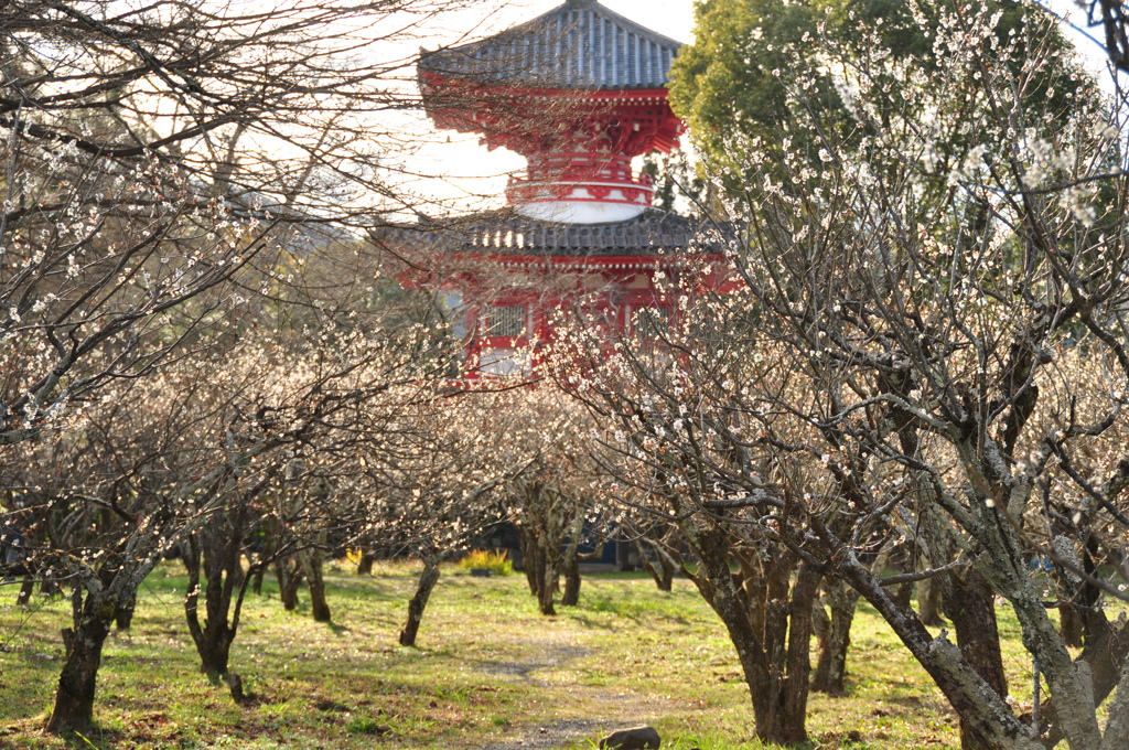 DSC_0580梅日和