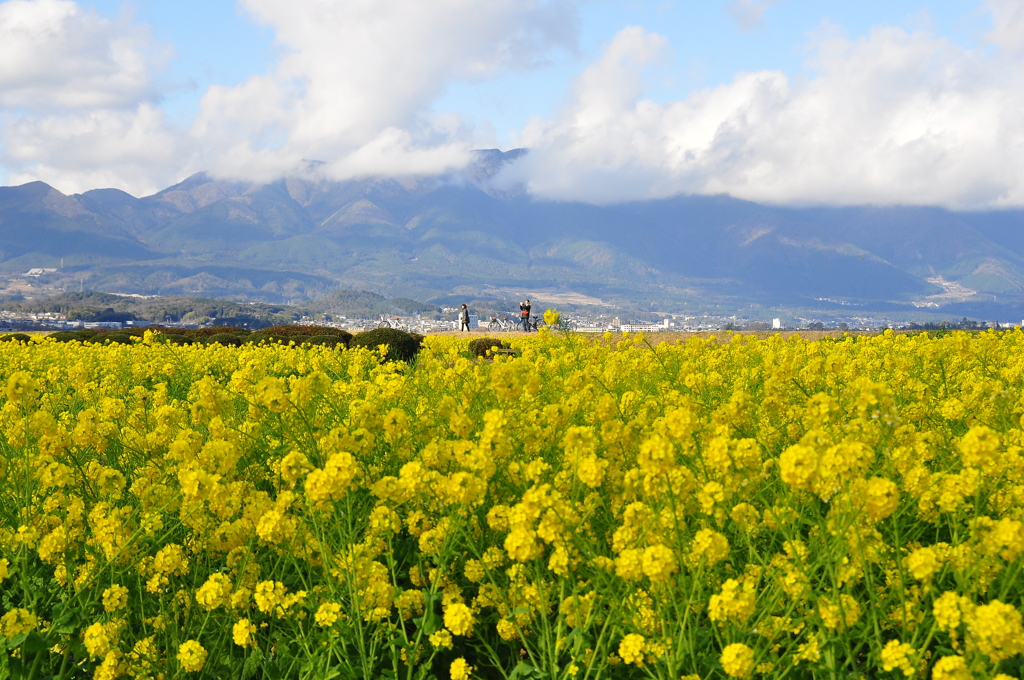 DSC_0426菜の花畑