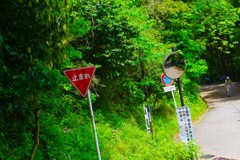 鮮やかすぎる緑