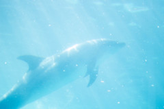 Dolphin""